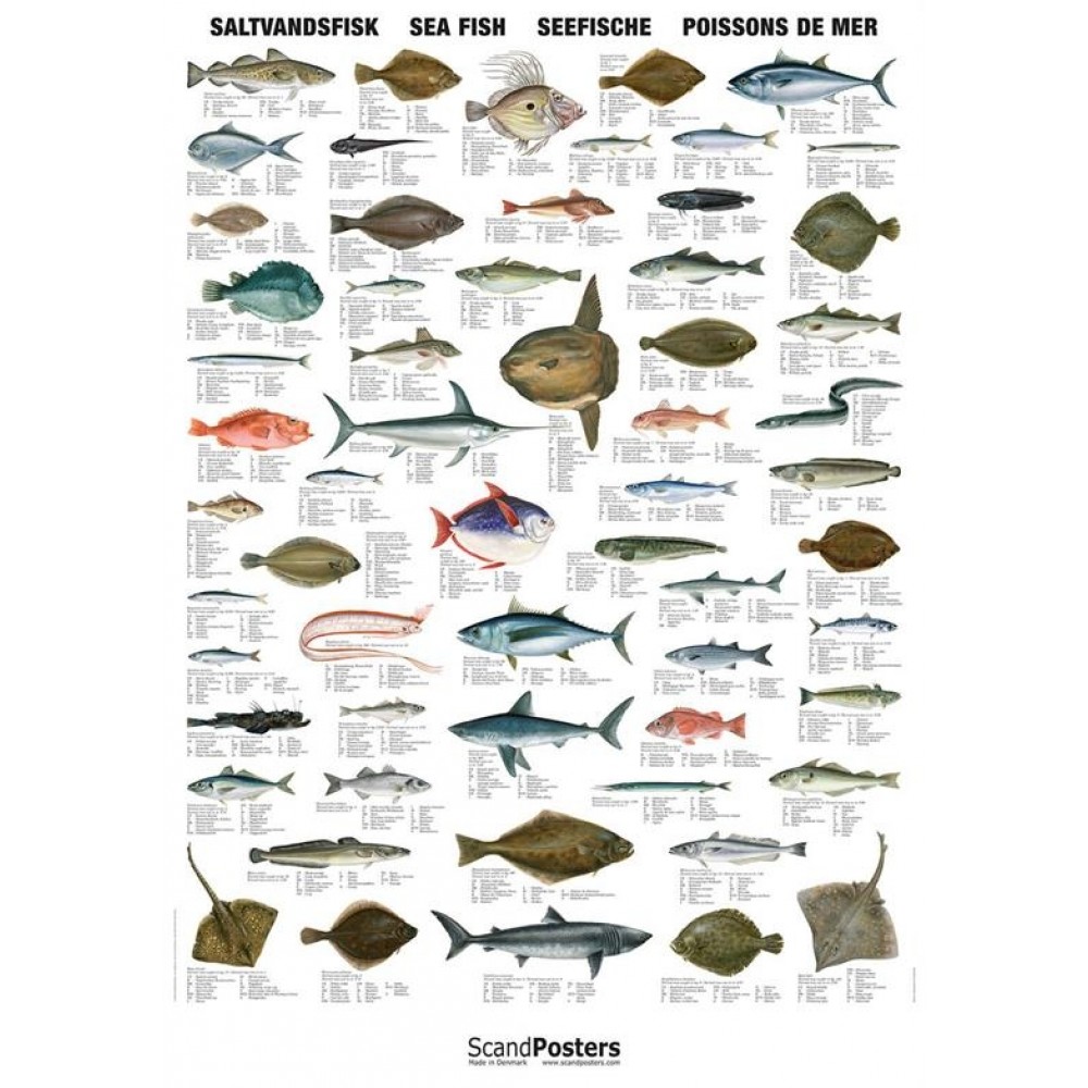 Naturplakat: Saltvandsfisk