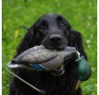 Avery Sporting Dog - Gråand