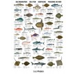 Naturplakat: Saltvandsfisk